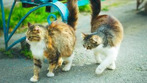 Warum schnüffeln sich Katzen am Hintern?