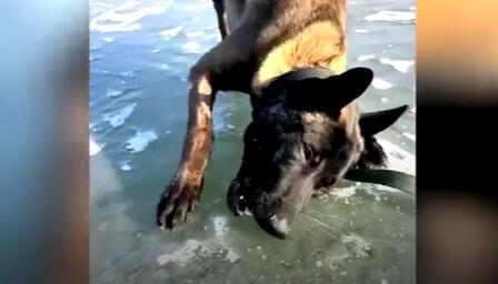 Hund verzweifelt an Nuss
