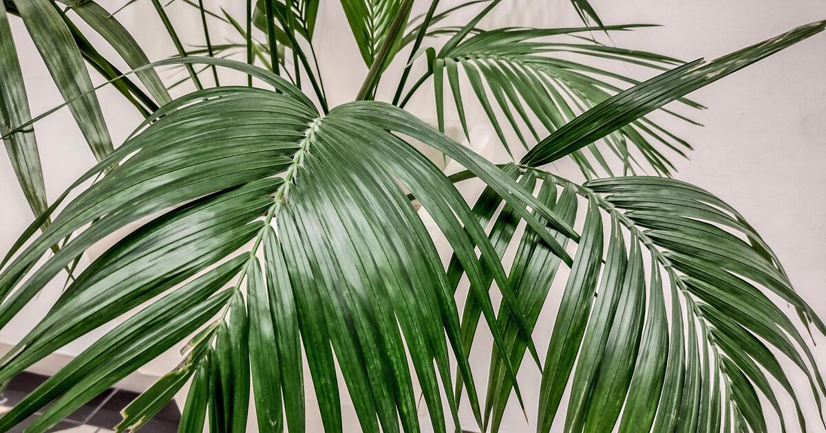 monstera leaf wallpaper Garden of Monstera Mural Wallpaper main image 1