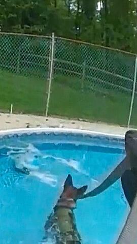 Wespen-Attacke bei Hitze: Anwohner helfen erschöpftem Polizeihund in Maryland