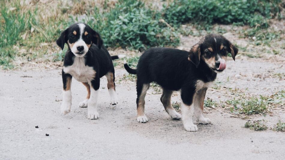 Erschreckender Fall von Animal Hoarding.