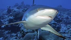 Grauhai unter Wasser