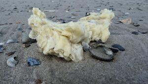 Weiße Klumpen an Stränden von Nordseeinseln angespült