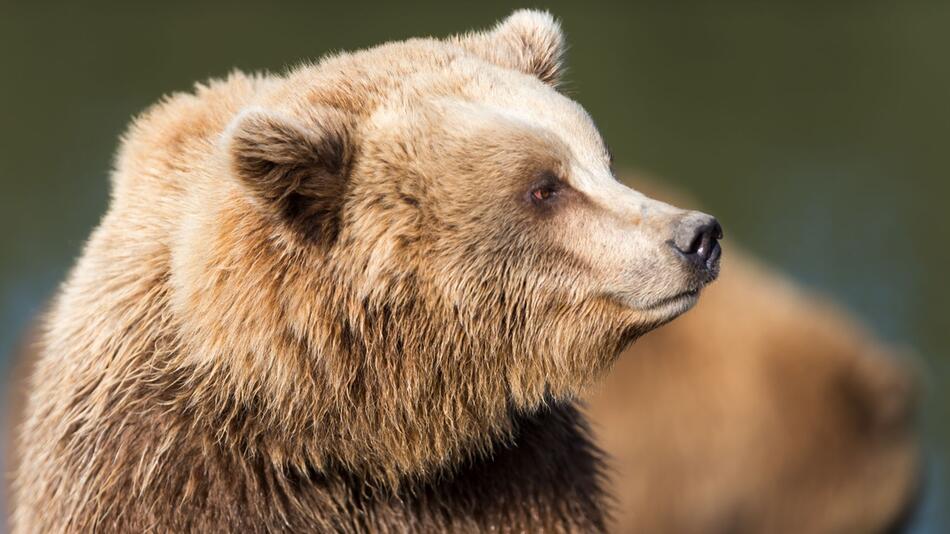 Braunbär (Ursus arctos)