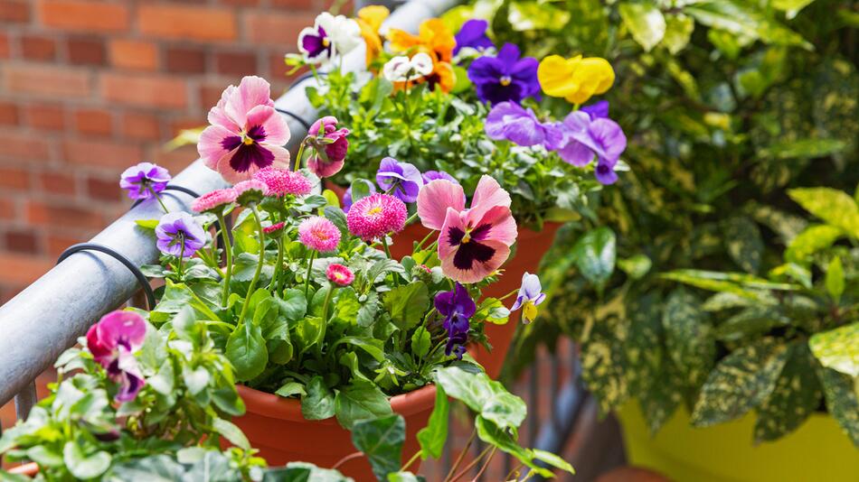 Blumen auf Balkon