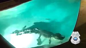 Schreck am Abend: Polizisten finden riesigen Alligator im Schwimmbecken