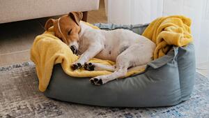 Warum Hunde im Schlaf zucken und leise bellen