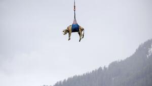 Eine Kuh wird in der Schweiz mit Hubschrauber evakuiert