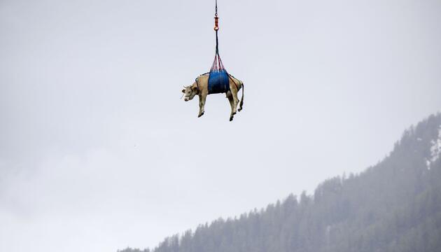 Eine Kuh wird in der Schweiz mit Hubschrauber evakuiert