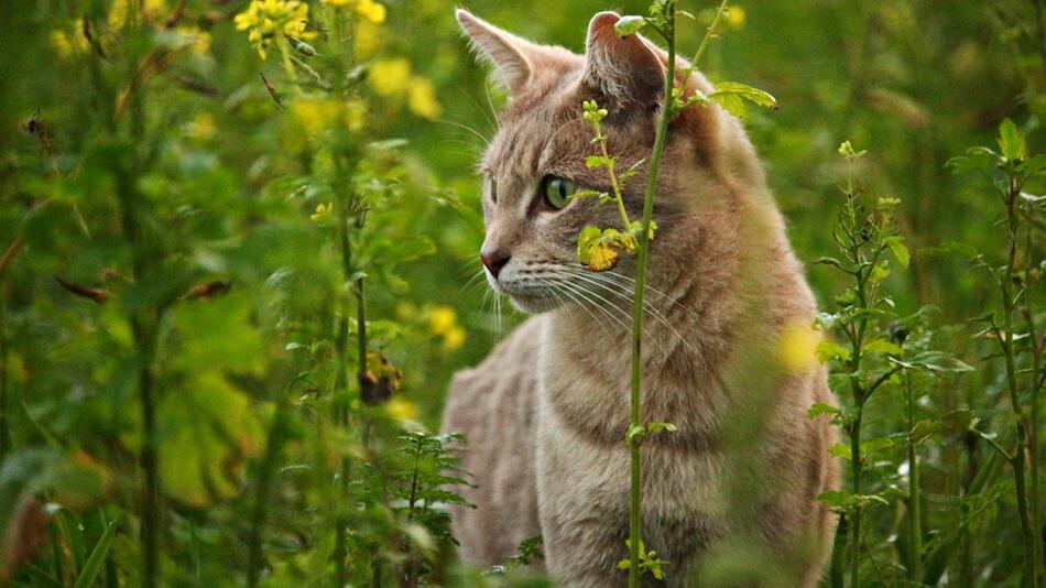 Ein kurzer Figur-Check bei Katzen ist wichtig.