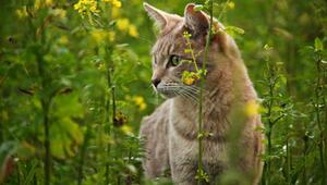 Ein kurzer Figur-Check bei Katzen ist wichtig.