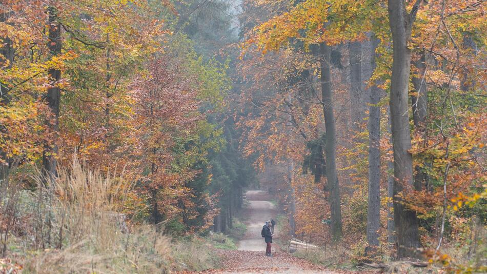 Nebel im Taunus