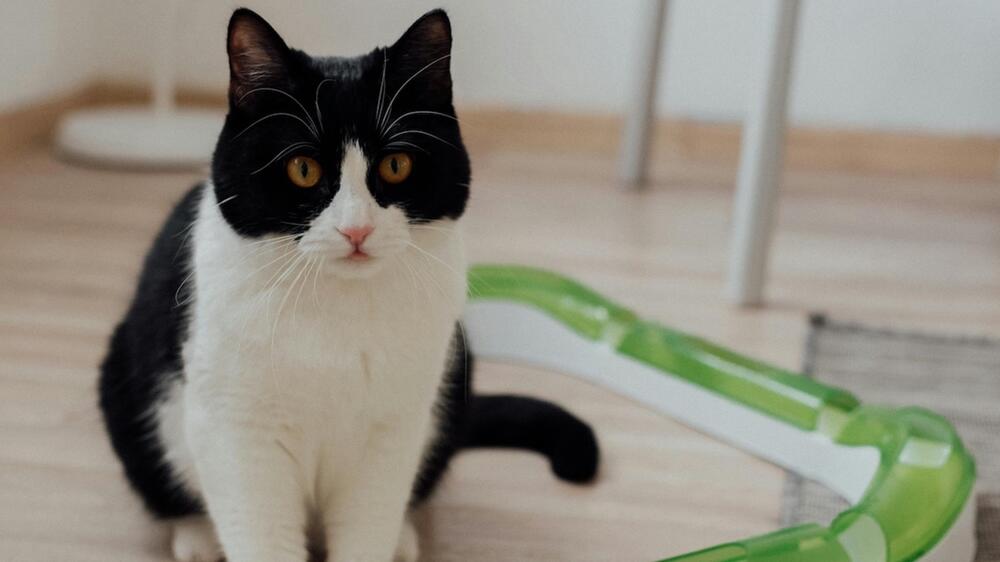 Im Frühling beginnt der Fellwechsel bei der Katze.