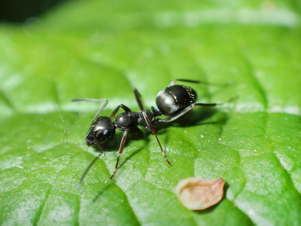 Schwarze Wegameise