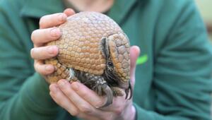 Zootier des Jahres: Kugelgürteltier Brosche erobert die Herzen im Zoo Dresden