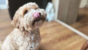 Ein Cockapoo leckt sich die Lippen.