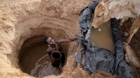 Studie: Klimawandel könnte Weideflächen bis 2100 halbieren