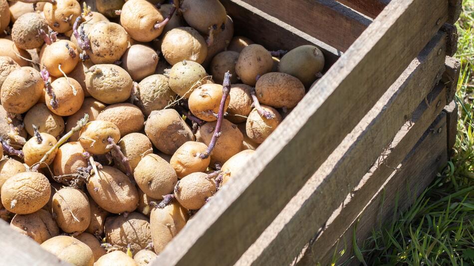 Kein seltener Anblick: Kartoffeln keimen nach einiger Lagerzeit oft.