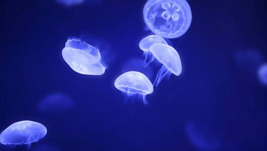 Quellen im Meer