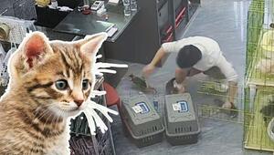 Kätzchen-Chaos in der Tierhandlung: Mann kämpft gegen flauschige Ausreißer