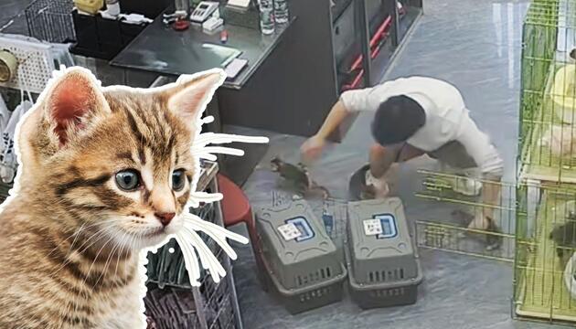 Kätzchen-Chaos in der Tierhandlung: Mann kämpft gegen flauschige Ausreißer