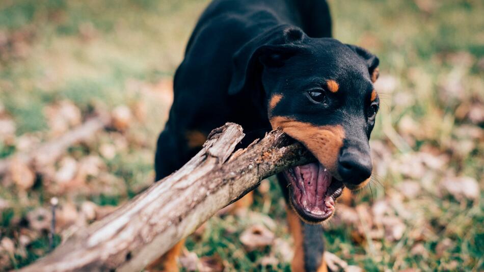 Stöckchen spielen ist schlecht für den Hund.