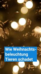 Schöne Lichter, gefährliche Folgen: Wie deine Weihnachtsbeleuchtung Tieren schadet!