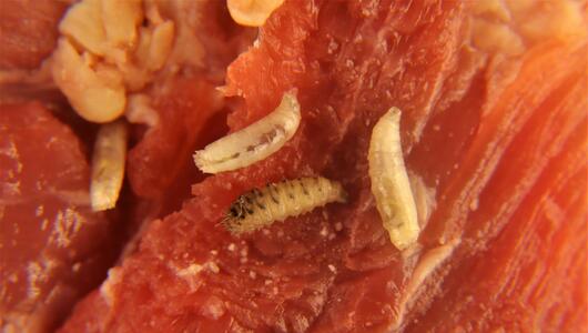 Maden auf Fleisch