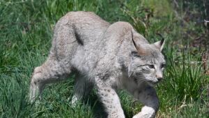 Luchs
