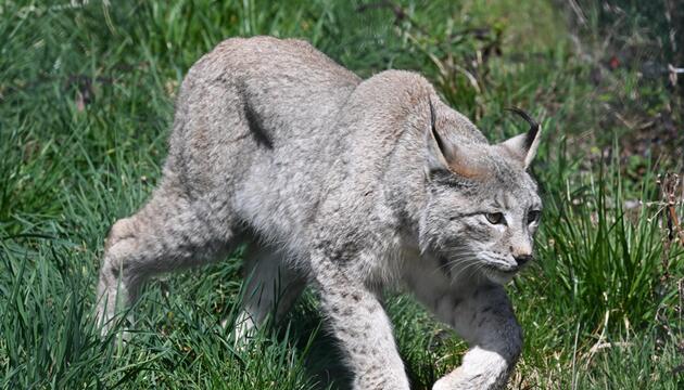 Luchs
