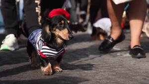 Kurze Beine, großer Auftritt: Dackel-Parade in Paris