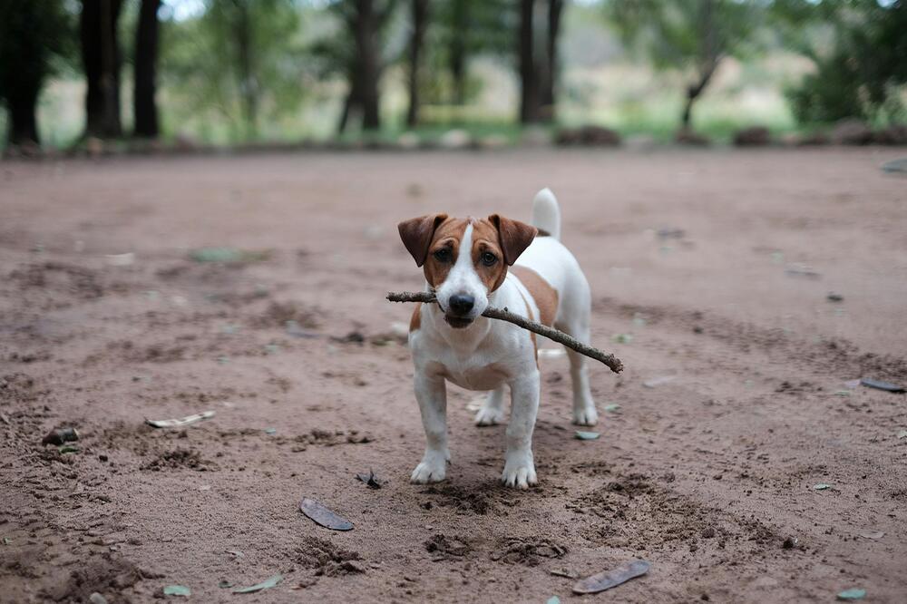 Statt Stöckchen eher Hundespielzeug nutzen.