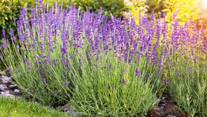 Lavendel