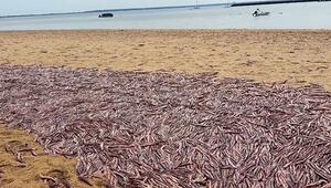 Massensterben am Meer: Tausende tote Tintenfische an Strand angeschwemmt