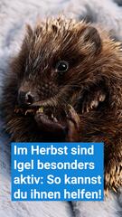 Im Herbst sind Igel besonders aktiv: So kannst du ihnen helfen!