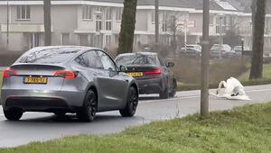Liebesspiel auf der Straße: Schwäne legen Verkehr in den Niederlanden lahm