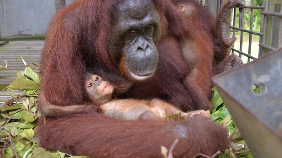 Orang-Utan-Mama Du auf Borneo