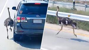 Gefiederter Ausreißer: Strauß rennt auf Autobahn in Thailand neben Autos her