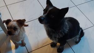 Aniko (rechts) sucht ein Zuhause.
