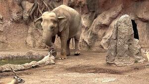 Held am Wasserloch: Elefant rettet Gazelle vor dem Ertrinken