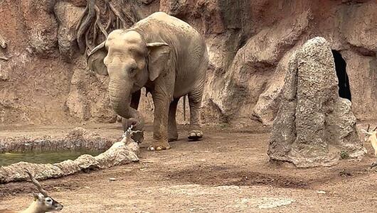 Held am Wasserloch: Elefant rettet Gazelle vor dem Ertrinken