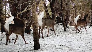 Hirschfamilie spielt auf Lichtung – plötzlich erstarren die Waldbewohner