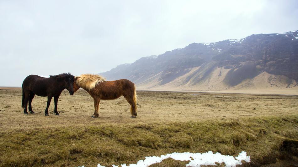 Bei Stress pflegen sich Pferde öfter gegenseitig.