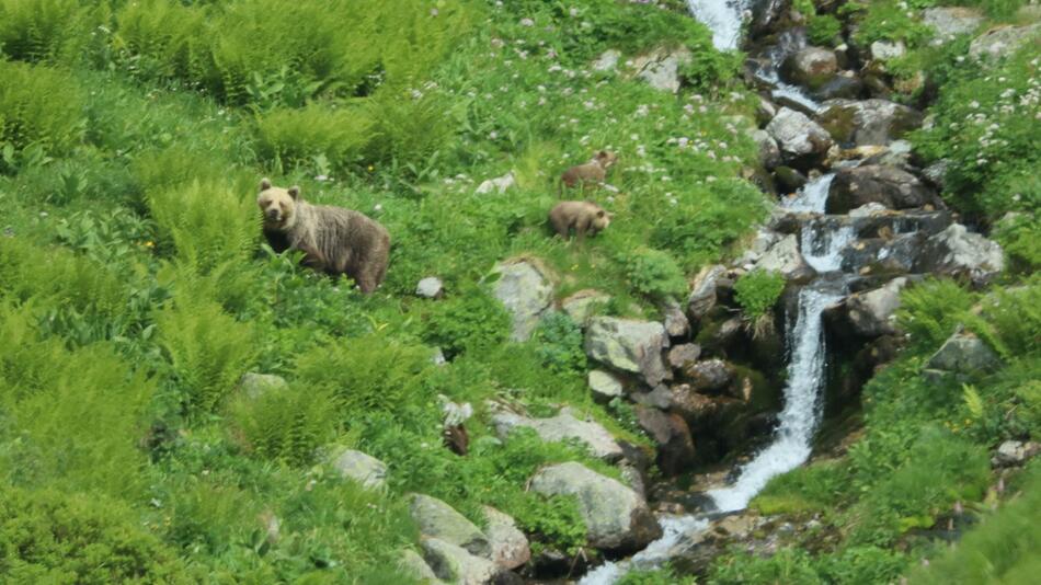 Frei lebende Bären in der Slowakei