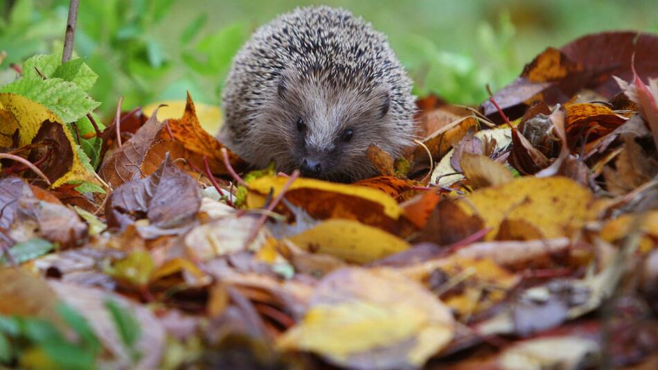 Nicht zu viel Ordnung: In diesen Gärten fühlen sich Igel wohl