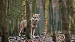 Wolf steht im Tierpark Hexentanzplatz in Thale im Gehege