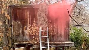 Mann will Waschbären aus Baumhaus vertreiben – und löst Inferno aus