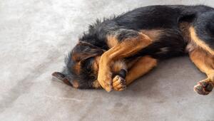 Hund, Krank