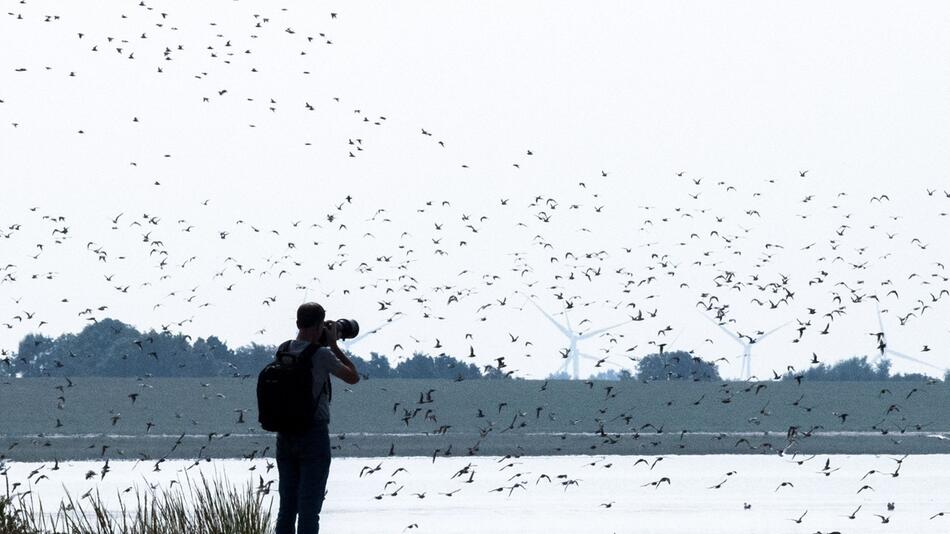 Zugvogeltage an Nordseeküste