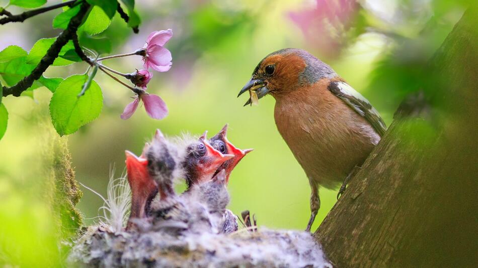 Im Frühjahr beginnt die Brutzeit der Vögel.